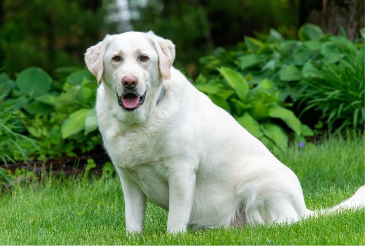 Labrador Retriever