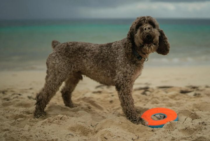 Lagotto Romagnolo