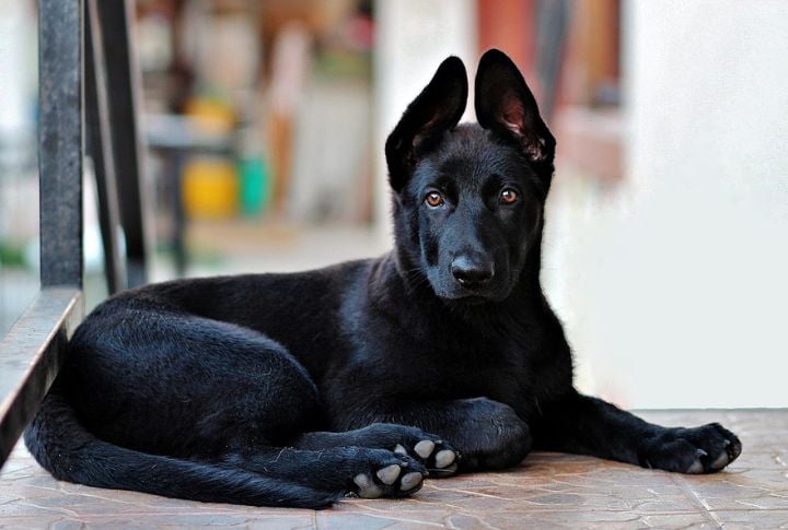 Thick Paws And Powerful Jaws Reminiscent Of Wolf Predators
