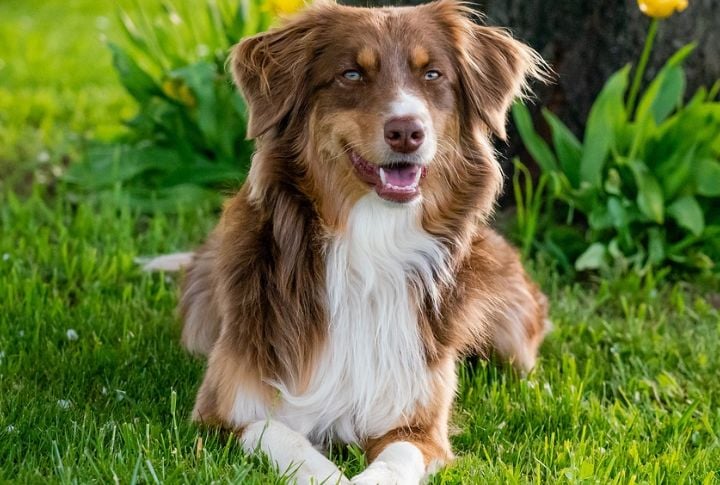 Australian Shepherd
