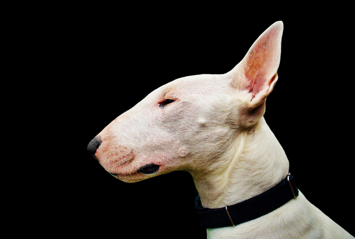 An Iconic Head Shape