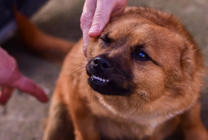 Sudden Aggression While Petting