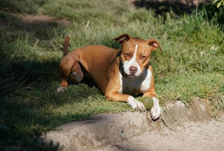 Fierce Loyalty That Forms Lifelong Bonds