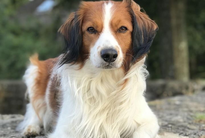 Kooikerhondje