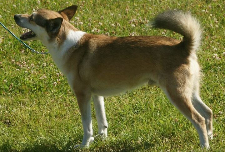 Norwegian Lundehund's