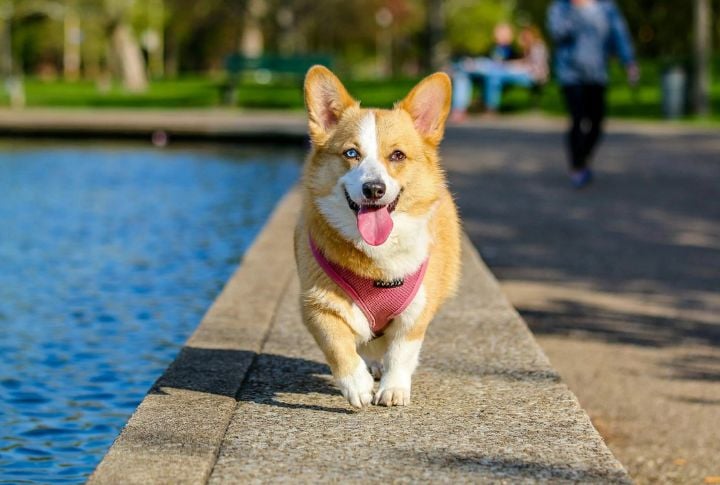 Pembroke Welsh Corgi