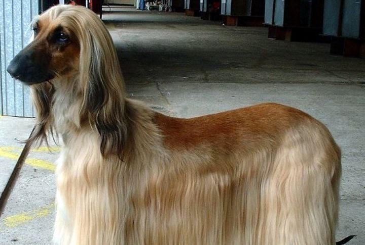 Afghan Hound