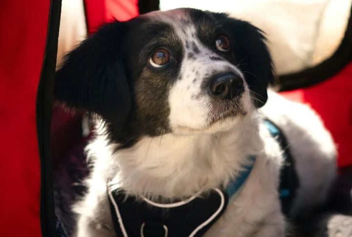 Emotional Support Animals Are No Longer Considered Service Dogs