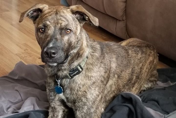 Mountain Cur