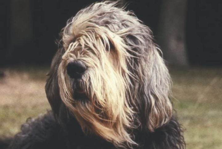 Bred For Tracking Otters