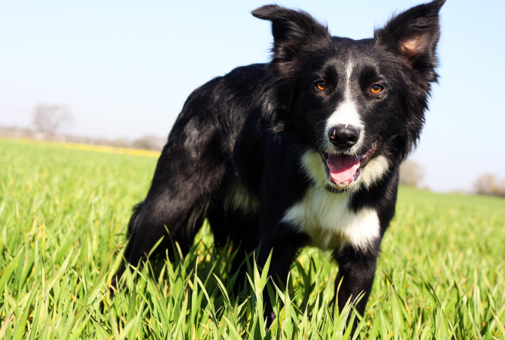 Border Collie