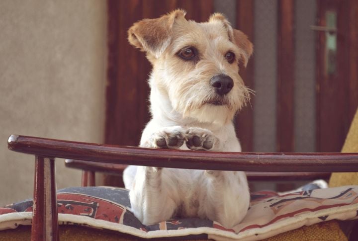 Jack Russell Terrier