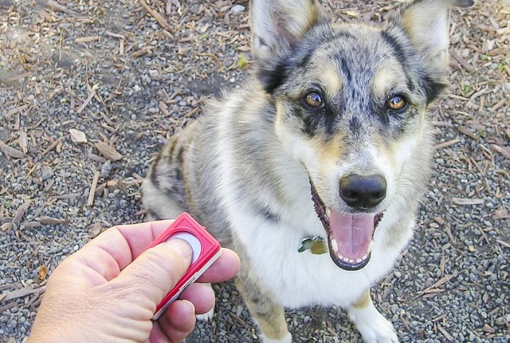 Clicker Training