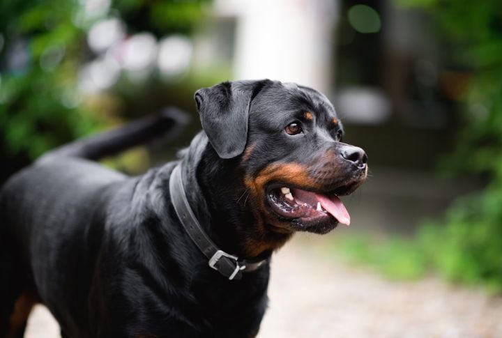 Certain Breeds Are Labeled As Dangerous