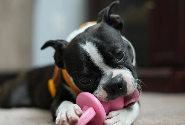 Durable Chew Toys