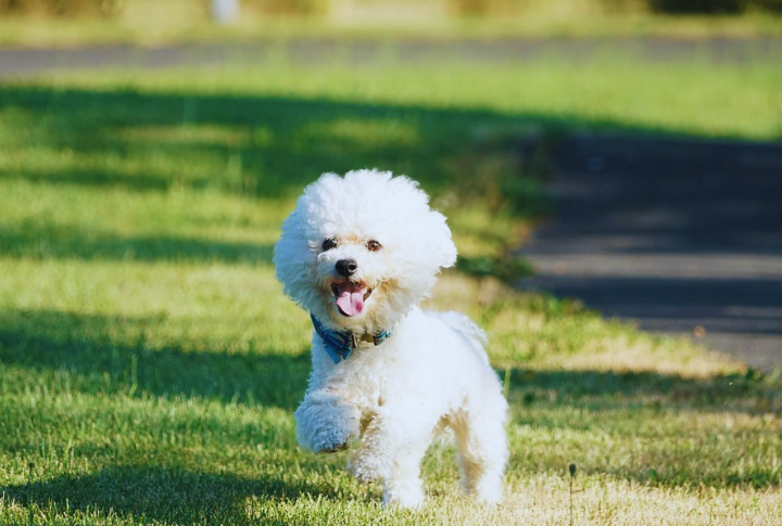 Bichon Frise