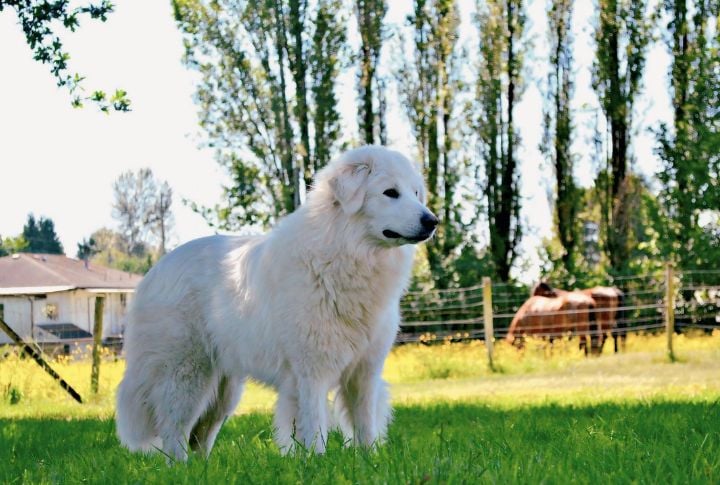 Maremma Sheepdog
