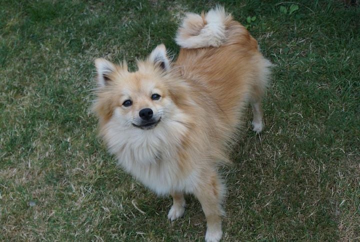 Descended From Versatile German Spitz Dogs