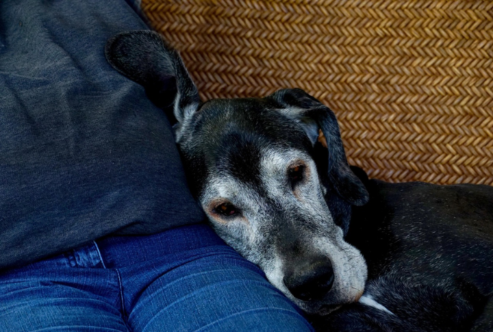 All Senior Dogs Become Lazy