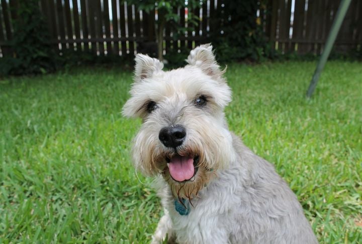 Prone To Barking