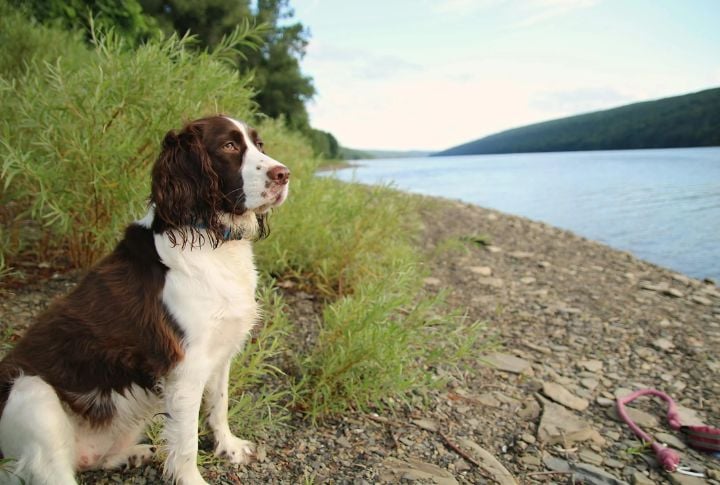 English Springer Spaniel