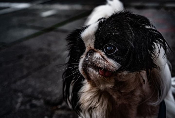 Expressive Eyes
