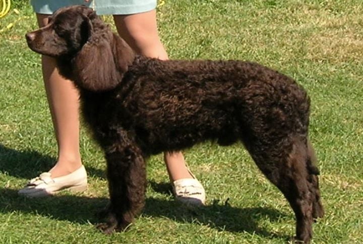 American Water Spaniel