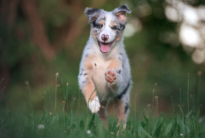 Australian Shepherd
