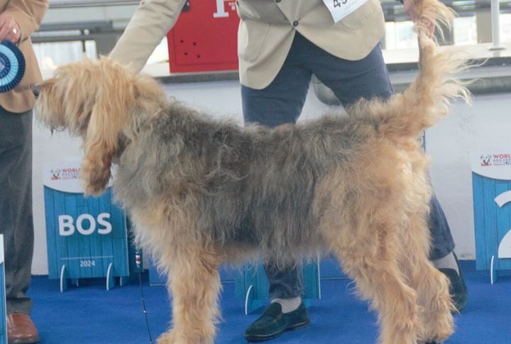 A Mix Of Bloodhound