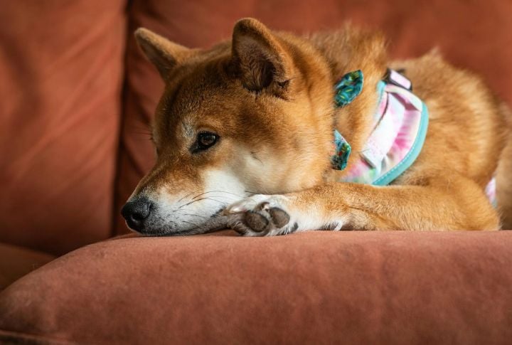 Shiba Inu