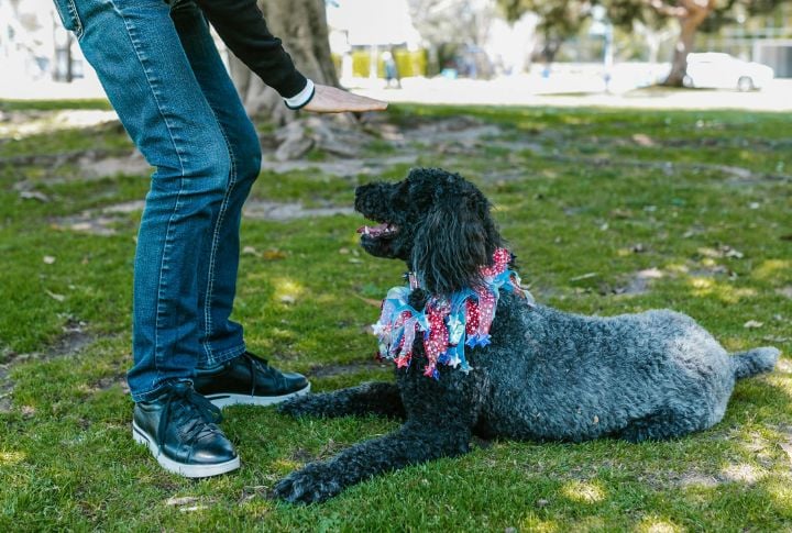 Forcing Dogs Into Submissive Positions