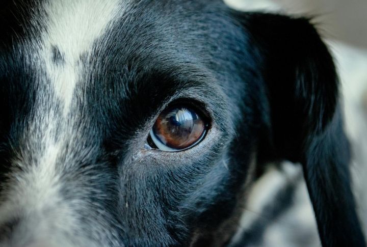 Dogs Detect Motion Better Than Color Details