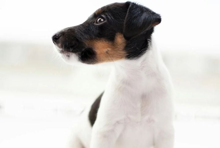 Loyal And Affectionate Companion