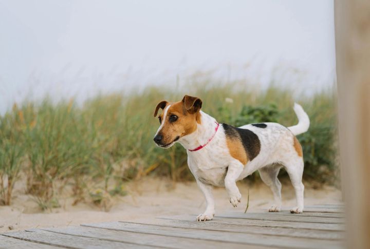 Beagle