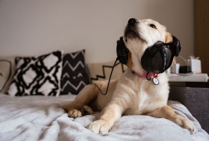 Low-volume Reggae Or Soft Rock Helps Too
