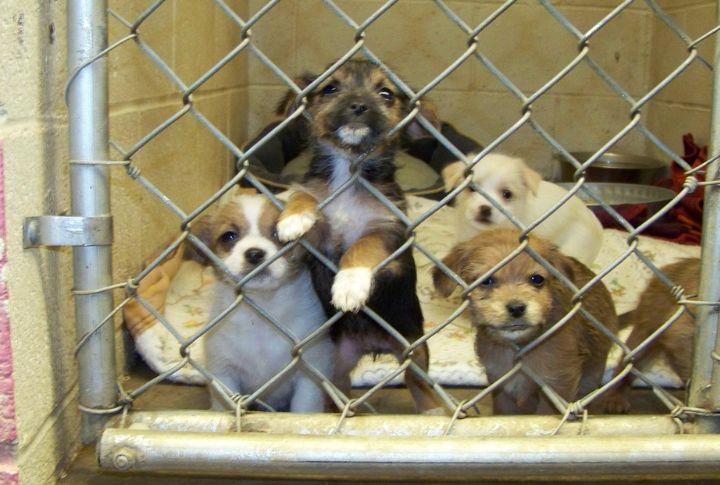 Shelters Don't Have Puppies