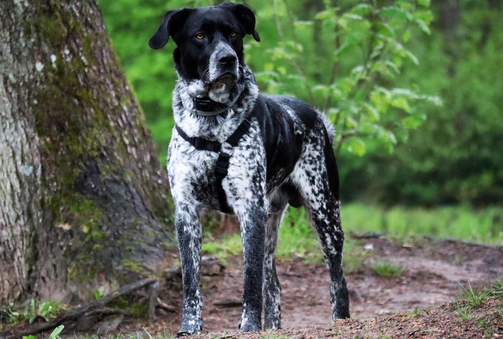 German Shorthaired Pointer