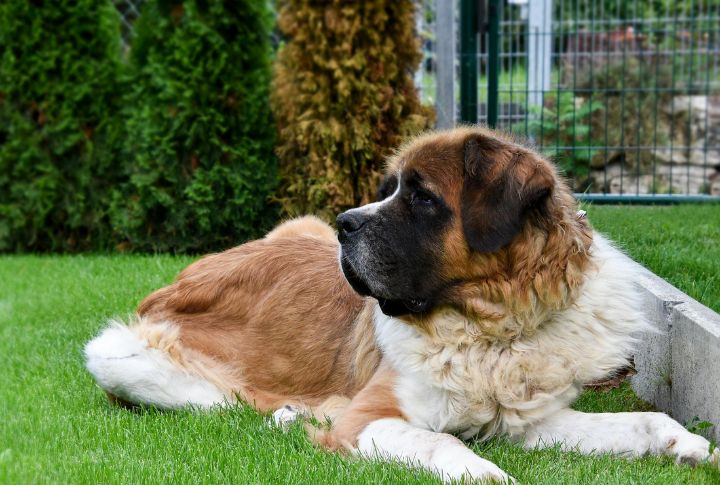 St. Bernard