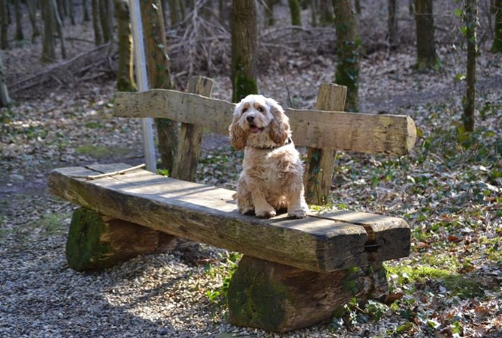 American Cocker Spaniel