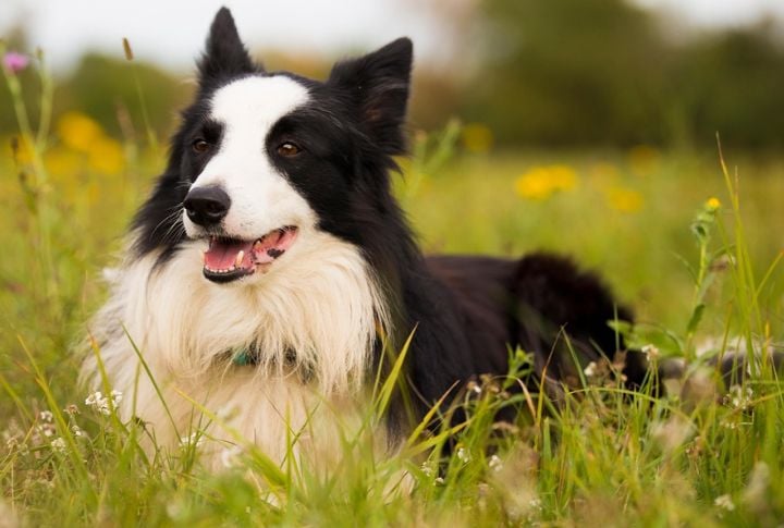 Border Collie