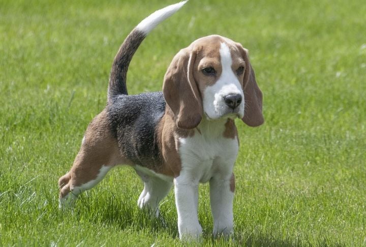 Beagle