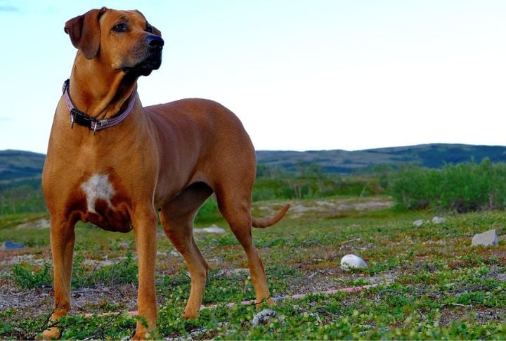 Thai Ridgeback