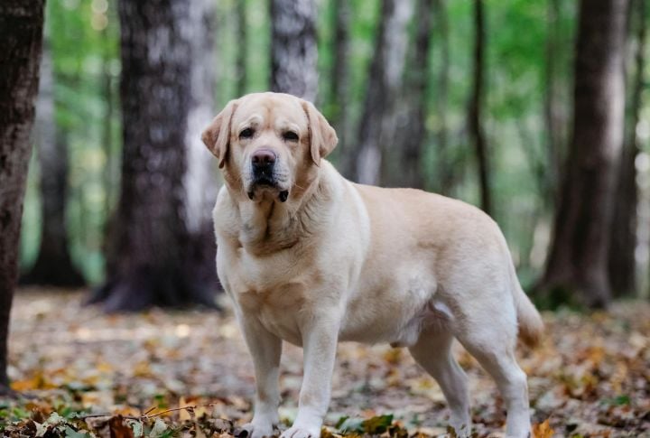 Labrador Retriever