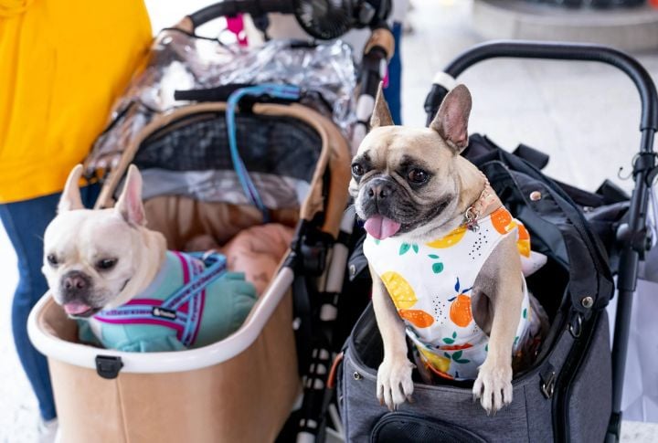 Flat-Nosed Breeds Are Banned From Cargo Holds