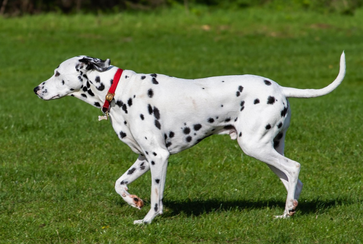 Dalmatian