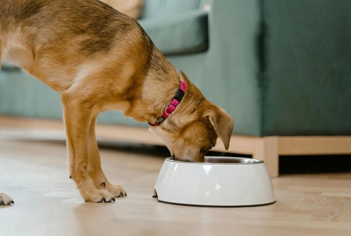 High-Calorie Dog Foods