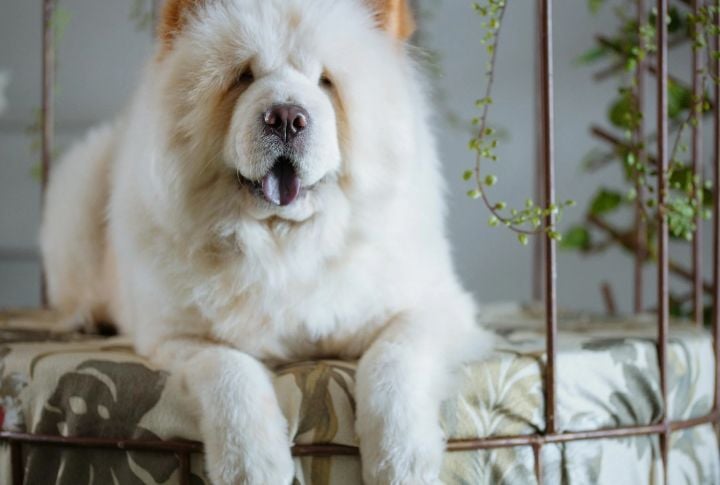 Chow Chow