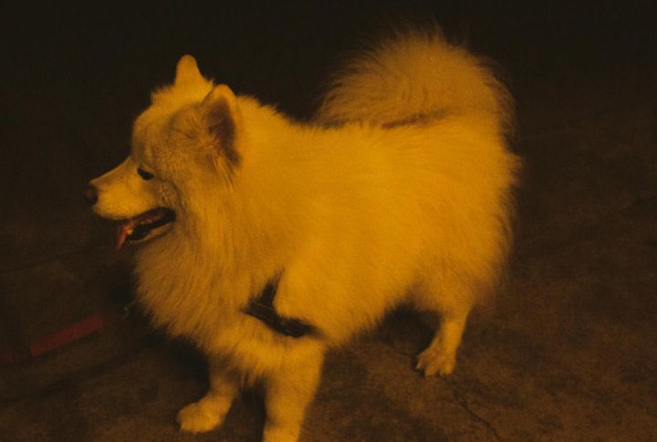 Dogs See More Clearly In Low Light