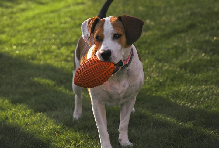 Squeaky Toys