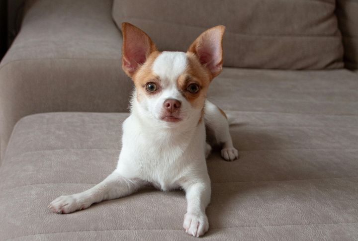 Chihuahua
